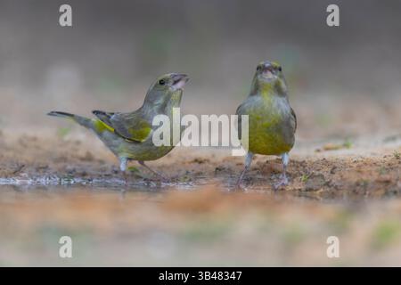 Un couple de juvéniles d'Europe (Carduelis chloris), petit passereau de la famille des finch Fringillidae. Photographié près d'une flaque d'eau Banque D'Images