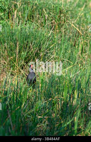 Moorhen commun (Gallinula chloropus دجاجة الماء خضراء الأقدام ) dans des roseaux sur la rive d'un étang d'eau photographié en Israël en avril Banque D'Images
