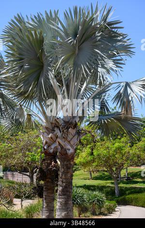 Palmier Bismarck (Bismarckia nobilis) photographié à tel Aviv, Israël en avril Banque D'Images
