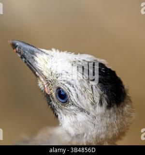 Profil rapproché de la tête, des yeux et du bec d'un juvénile d'Eurasie (Garrulus glandarius) Banque D'Images