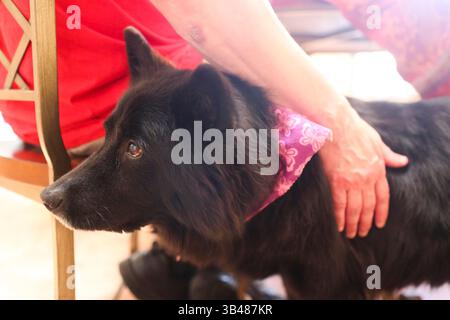 16 août 2015 - Wellington, Floride, États-Unis - EVE EDELHEIT | Times.David Gartner animaux de compagnie Daisy, dans leur maison à Wellington, Floride le 16 août 2015. La famille Gartner est devenue Marguerite quand Lisa était enfant et maintenant son père est le principal gardien. (Crédit image : © Eve Edelheit/Tampa Bay Times via ZUMA Wire) Banque D'Images