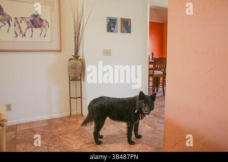 16 août 2015 - Wellington, Floride, États-Unis - EVE EDELHEIT | Times.Daisy, se tient devant un tableau d'elle dans sa maison de Wellington, Floride, le 16 août 2015. La famille Gartner est devenue Marguerite quand Lisa était enfant et maintenant son père est le principal gardien. (Crédit image : © Eve Edelheit/Tampa Bay Times via ZUMA Wire) Banque D'Images