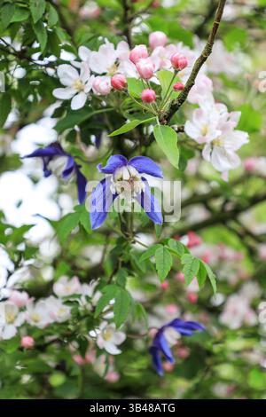 A Clematis alpina 'Frances Rivis', une clématite grimpante à floraison printanière, - printemps (avril ou mai) Angleterre, Royaume-Uni Banque D'Images
