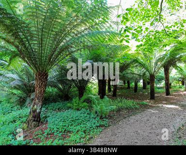 Soft Tree Ferns (Dicksonia antarctica) à Trengwainton Gardens, Cornwall, Angleterre, Royaume-Uni Banque D'Images