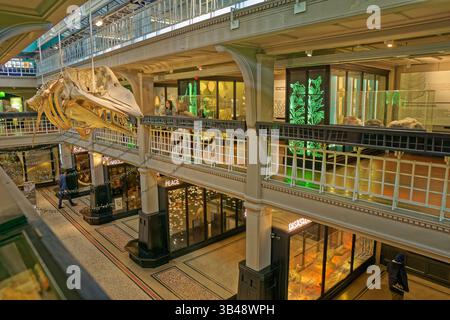 Galerie Living Worlds & nature's Library avec squelette de sperme au musée de Manchester, à côté de l'université de Manchester en Angleterre, au Royaume-Uni. Banque D'Images
