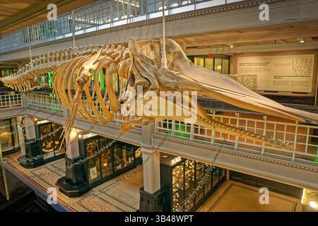 Galerie Living Worlds & nature's Library avec squelette de sperme au musée de Manchester, à côté de l'université de Manchester en Angleterre, au Royaume-Uni. Banque D'Images