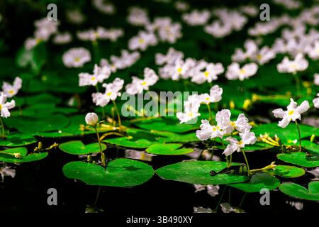 Belles fleurs aquatiques dans l'étang Banque D'Images