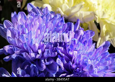 Gros plan de deux fleurs de chrysanthème violacées d'un bouquet de supermarché avec des jaunes doux derrière, Banque D'Images