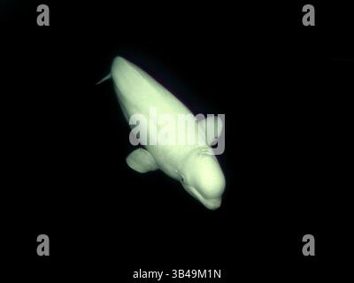 9 décembre 2009 - Kareliya, Arctique, Russie - Beluga (Delphinapterus leucas). Aussi connu sous le nom de canari de mer ou baleine blanche. Arctique, Russie. (Crédit image : © Andrey Nekrasov / ZUMA Wire/ZUMAPRESS.com) Banque D'Images