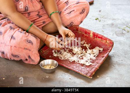 Femme indienne épluchant une gousse d'ail, préparant des aliments avec des épices, ingrédient épicé utilisé dans la cuisine traditionnelle en Inde Banque D'Images