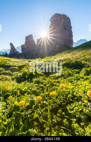 Vue des fleurs en fleurs au pic Cinque Torri en été au lever du soleil. Cortina d'Ampezzo, Province de Belluno, Vénétie, Italie, Europe. Banque D'Images
