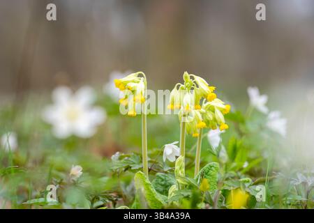 Cowslip, Primula veris, Primula officinalis, Primulaceae. Cowslip (Primula veris) groupe de plantes jaunes avec des feuilles poilues vertes sur la prairie boisée. Banque D'Images