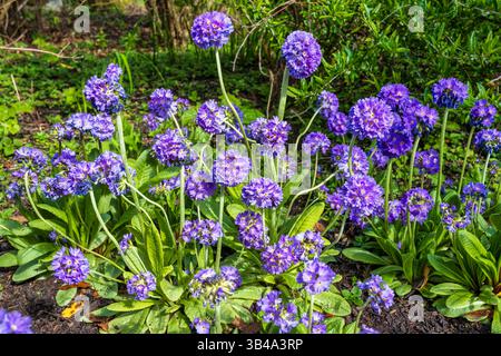 Primula denticulata, également connu sous le nom de primula de baguette de tambour, fleurit dans le jardin botanique royal d'Édimbourg, en Écosse, au Royaume-Uni Banque D'Images