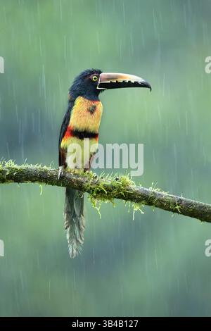 L'aracari à collier ou araçari à collier (Pteroglossus torquatus) est un oiseau proche des passereaux de la famille des toucans Ramphastidae. On le trouve au Mexique Banque D'Images