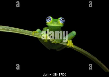 Sachatamia ilex est une espèce de grenouille de la famille des Centrolenidae. On le trouve dans l'est du Nicaragua, au Costa Rica, au Panama et dans l'ouest de la Colombie Banque D'Images