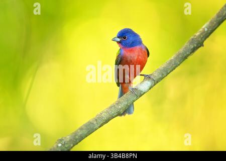 La banderole peinte (Passerina ciris) est une espèce d'oiseau de la famille des Cardinaux, les Cardinalidae. Il est originaire d'Amérique du Nord. Banque D'Images