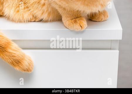 chat au gingembre assis sur le bord d'une table blanche. chat assis sur la table, gros plan. Banque D'Images
