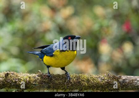Un tanager de montagne à capuche, Buthraupis montana, perché sur une branche dans les hautes terres de Colombie. Banque D'Images