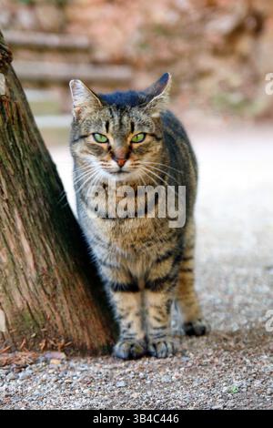 Gros plan d'un chat tabby européen avec les yeux verts debout à côté d'un arbre sur un chemin de gravier, regardant dans la caméra avec une expression calme. Banque D'Images
