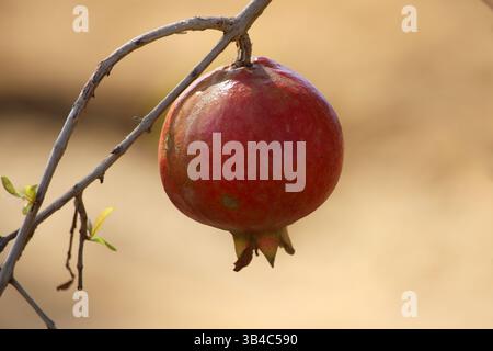 Grenade mûre (Punica granatum) suspendue à une branche dans un paysage de désert sec Banque D'Images