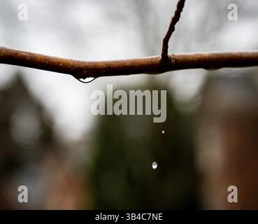 Gouttes de pluie tombant d'une branche Banque D'Images