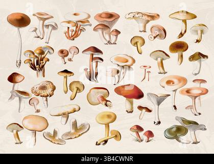Collection de champignons dans des couleurs douces sur un fond beige texturé. Look moderne et stylisé, idéal pour les thèmes de la nature ou de la gastronomie. Banque D'Images