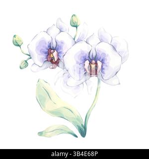 Orchidée aquarelle en blanc et bleu. Illustration peinte à la main d'une fleur exotique avec des bourgeons et des feuilles vertes. Parfait pour le design botanique Banque D'Images