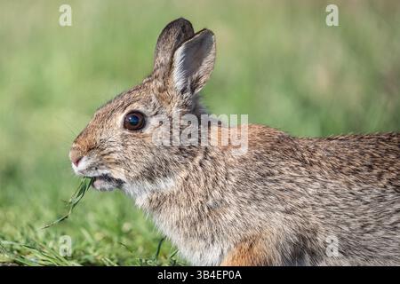 Gros plan du lapin de l'est (Sylvilagus floridanus) mangeant de l'herbe dans le pré Banque D'Images