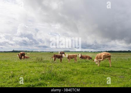 Hereford bovins vaches et veaux en été sur un champ rural. Bétail Hereford pâturant sur un pâturage sur la prairie côtière. Jour d'été nuageux. Banque D'Images