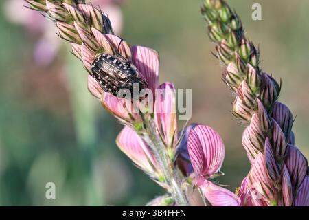 Coléoptère Oxythyrea funesta avec des taches blanches reposant sur une fleur de sainfoin rose, mettant en valeur la pollinisation dans un environnement naturel. Navarre, espagne Banque D'Images