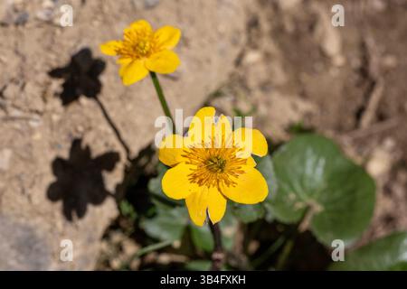 Die Sumpfdotterblume Caltha palustris , auch Sumpf-Dotterblume geschrieben, ist eine Pflanzenart aus der Gattung Dotterblumen Caltha innerhalb der Familie der Hahnenfußgewächse Ranunculaceae . Spitzingsee *** le Marais Caltha palustris , également orthographié Marais Marais, est une espèce végétale du genre Marigolds Caltha, appartenant à la famille des Ranunculaceae Spitzingsee Banque D'Images