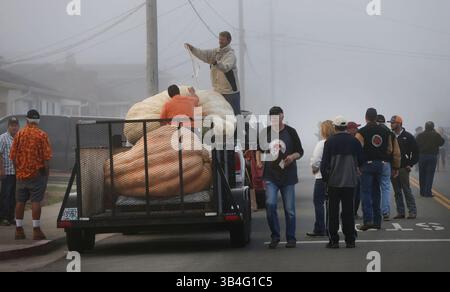 12 oct. 2015 - Half Moon Bay, CA, États-Unis - Eric Carlson, TOP, et Brad porter mesurent la citrouille de Steve Daletas avant le début du Championnat du monde Safeway Pumpkin Weigh-Off le lundi 12 oct. 2015, à Half Moon Bay, Calif. La citrouille de l'Oregon pesait plus tard 1 969 livres pour terminer à la première place, bien qu'elle ait été timide contre le vainqueur du record du monde nord-américain de 2 058 livres de l'an dernier par John Hawkley. (Crédit image : © Karl Mondon/TNS via ZUMA Wire) Banque D'Images