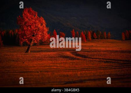 Paysage d'automne serein avec arbres dorés dans un paysage vallonné baigné de lumière chaude du soleil. Banque D'Images