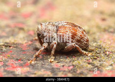 Wevil (Anthonomus sp.) Reposant sur une surface, Dompierre-sur-Besbre, France. Banque D'Images