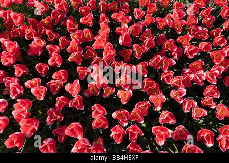 Tulipes rouges dans un champ de tulipes ensoleillé au printemps aux pays-Bas. Vu d'en haut Banque D'Images