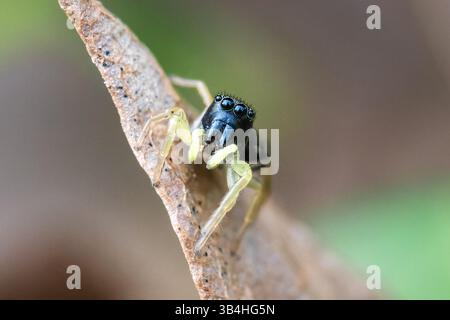 Araignée sauteuse (Heliophanus flavipes) sur feuille sèche, Dompierre-sur-Besbre, France. Banque D'Images