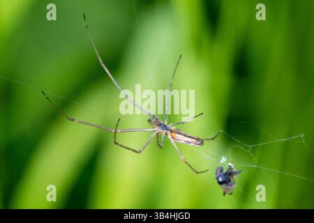 Araignée de tisserand orbe à longue mâchoire (Tetragnatha sp.) Sur son web avec Prey, Dompierre-sur-Besbre, France. Banque D'Images