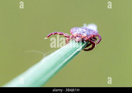 Tique (Ixodidae) en position de quête sur un brin d'herbe, attendant qu'un hôte passe. Vue macro montrant l'anatomie détaillée du parasite. Banque D'Images