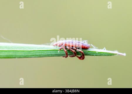 Tique (Ixodidae) en position de quête sur un brin d'herbe, attendant qu'un hôte passe. Vue macro montrant l'anatomie détaillée du parasite. Banque D'Images