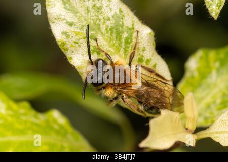 Andrena nitida abeille solitaire reposant sur une feuille verte, mettant en valeur ses marques corporelles complexes et sa pose paisible dans un plan macro. Banque D'Images
