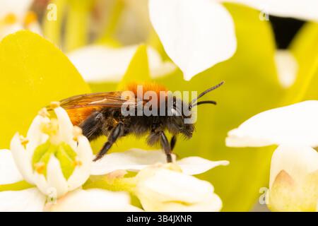 Abeille minière fauve femelle (Andrena fulva) collectant le pollen d'une fleur blanche au printemps, mettant en valeur ses caractéristiques distinctives et sa pollinisation behav Banque D'Images