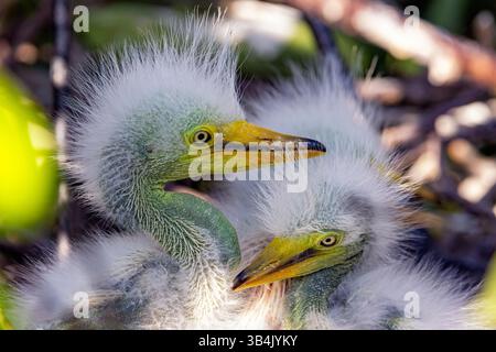 Fuzzy Great Egret (Ardea alba) Chicks - Wakodahatchee Wetlands, Delray Beach, Floride, États-Unis Banque D'Images