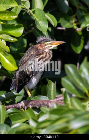 Héron vert juvénile (Butorides virescens) - Green Cay Wetlands, Boynton Beach, Floride, États-Unis Banque D'Images