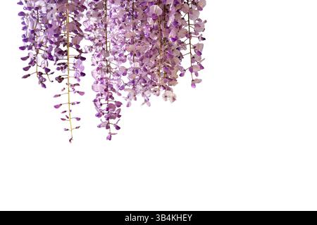 Fleurs de Wisteria isolées sur blanc comme la bordure supérieure avec chemin de découpage inclus. Copier l'élément graphique de l'espace Banque D'Images