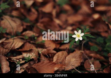 fleur parmi les feuilles tombées dans la forêt de printemps Banque D'Images