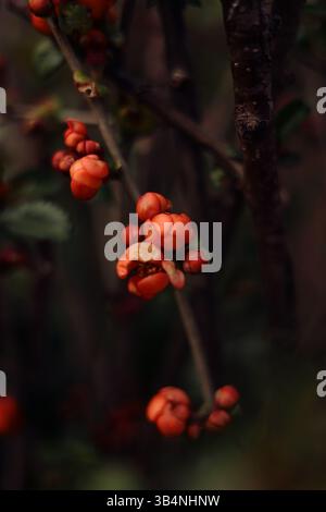 fleurs rouges beaux bourgeons sur fond vert bokeh magique pour carte postale Banque D'Images