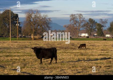 04 janvier 2010 - Redding, Californie, États-Unis - propriété à l'est de la rivière Sacramento et au sud-ouest de la sortie I-5 South Bonnyview. (Crédit image : © Redding Record Searchlight/ZUMApress.com) Banque D'Images