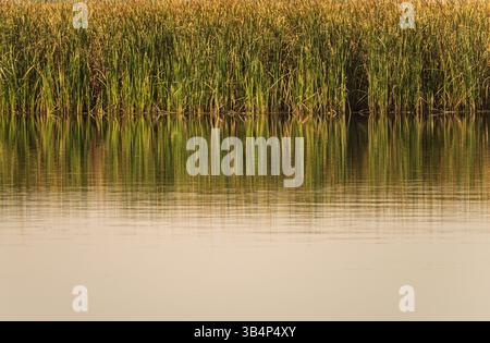 L'eau calme reflète les roseaux et leurs reflets dorés sous un beau ciel brumeux. Banque D'Images