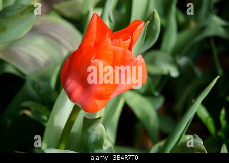 Gros plan d'une tulipe rouge fleurissant au printemps, avec des pétales éclatants et des feuilles vertes à la lumière naturelle du jardin. Arundel, Angleterre Banque D'Images