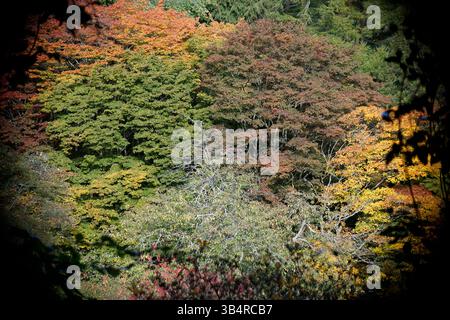 Canopée colorée de forêt d'automne avec des arbres affichant le feuillage vert, jaune et rouge.Winkworth Arboretum, Godalming, Angleterre Banque D'Images
